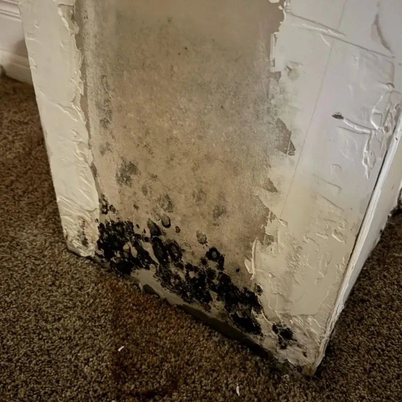 Professional Mold Removal in Belfield, ND
